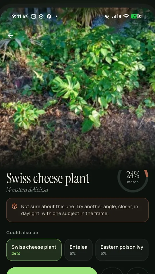 Plant result: the top match with a confidence score and the runners-up