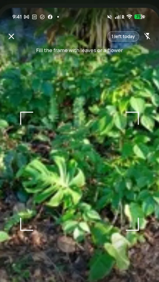 Camera: framing a plant for identification