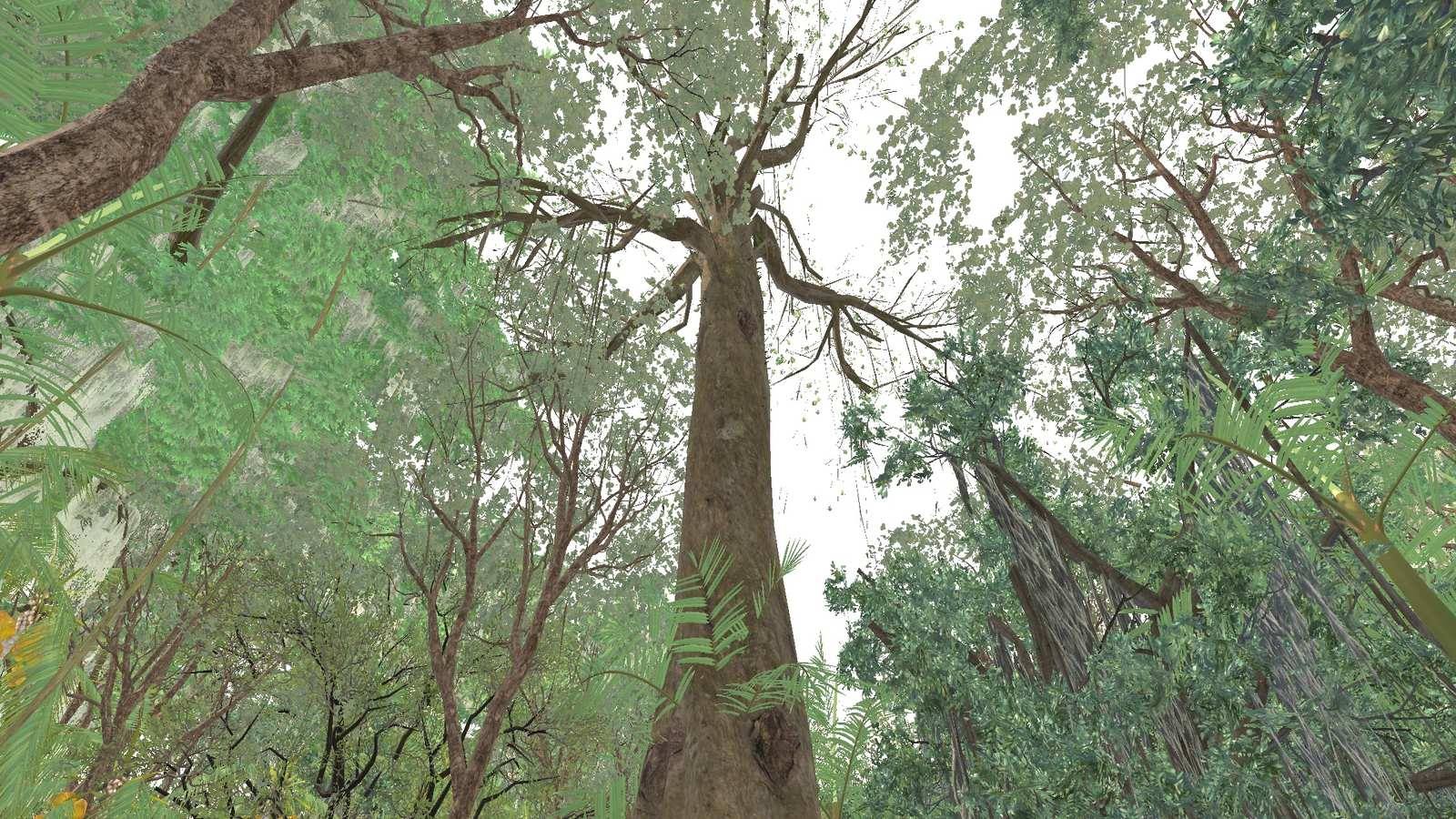 Looking up at towering rainforest trees and their spreading branches